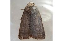 Caradrina