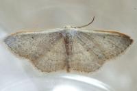 Idaea predotaria