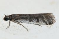 Phycitodes