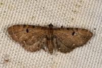 Eupithecia assimilata