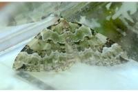 Colostygia pectinataria