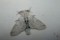 Cerura erminea