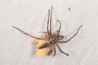 Wittia sororcula