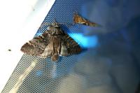 Drymonia ruficornis