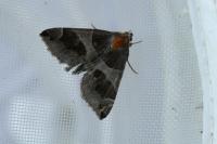 Dysgonia algira