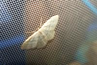 Idaea subsericeata