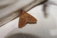 Mythimna albipuncta