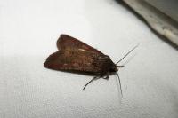 Peridroma saucia