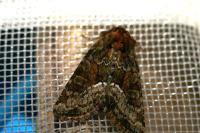 Oligia latruncula