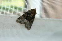 Oligia latruncula