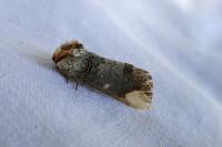 Phalera bucephala