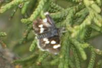 Eurrhypis guttulalis