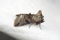 Abrostola tripartita