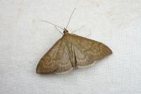 Anania terrealis