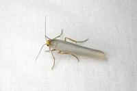 Eilema caniola