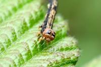 Agriopis