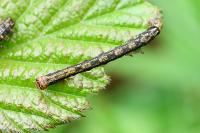 Agriopis