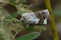 Acontia lucida