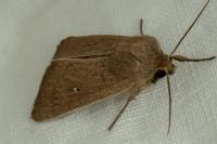Mythimna sicula