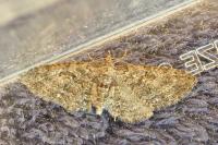 Eupithecia cocciferata