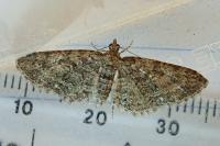 Eupithecia cocciferata