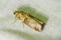 Acrobasis tumidana