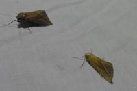 Compsoptera opacaria