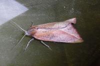 Compsoptera opacaria