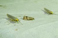 Eilema caniola