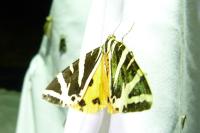 Euplagia quadripunctaria