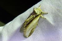Pheosia tremula