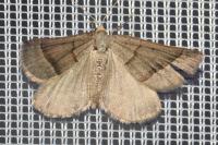 Scotopteryx luridata/mucronata