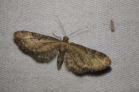 Eupithecia vulgata