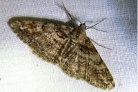 Cleora cinctaria