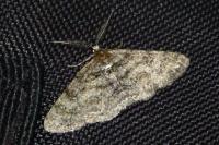 Cleora cinctaria