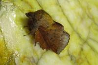 Phyllodesma tremulifolia