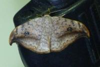 Drepana falcataria
