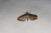 Eupithecia scopariata