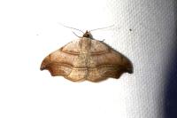 Laspeyria flexula