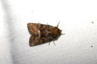 Oligia