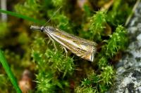 Crambus lathoniellus