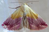 Eublemma purpurina