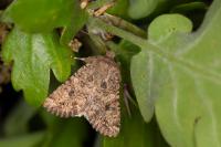 Anarta pugnax