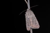 Caradrina flavirena