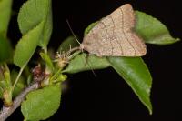 Charanyca trigrammica