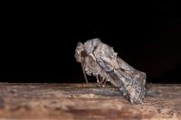 Cleonymia yvanii