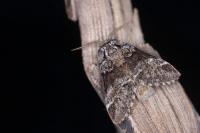 Drymonia dodonaea