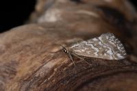 Evergestis frumentalis