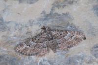 Gymnoscelis rufifasciata
