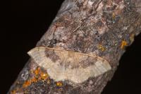 Idaea degeneraria
